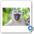 s&uuml;dliche Gr&uuml;nmeerkatze