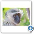 s&uuml;dliche Gr&uuml;nmeerkatze
