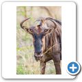 Gnu