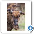 Gnu