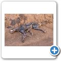 toter Leopard