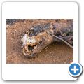 toter Leopard