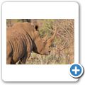 Breitmaulnashorn