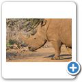 Breitmaulnashorn