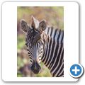 Zebra + Madenhacker