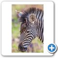 Zebra + Madenhacker