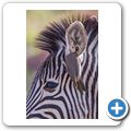 Zebra + Madenhacker