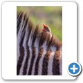 Zebra + Madenhacker