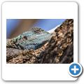 Blaukopfagame