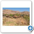 Elefant