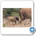 Elefant