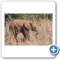 Elefant