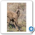 Elefant