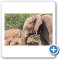 Elefant