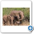 Elefant