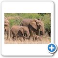 Elefant