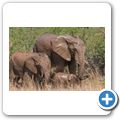 Elefant