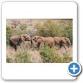 Elefant
