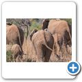 Elefant