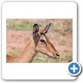 Impala