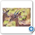 Impala