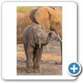 Elefant
