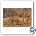 Elefant