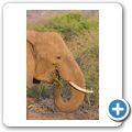 Elefant