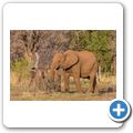 Elefant