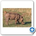 Warzenschwein