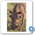 Warzenschwein