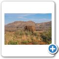 Elefant
