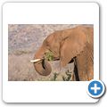 Elefant
