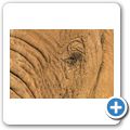 Elefant