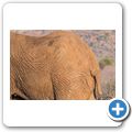 Elefant