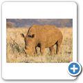 Breitmaulnashorn