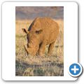 Breitmaulnashorn