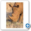 Breitmaulnashorn