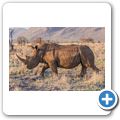Breitmaulnashorn