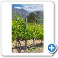 Franschhoek - Wine Tram - Chamonix Wine Estate