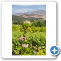 Franschhoek - Wine Tram - Eikehof Wine Estate