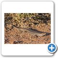 Kap-Skink