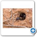Balbyter-Ameise