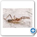 Walzenspinne