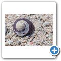 s&uuml;dafrikanische Turbanschnecke