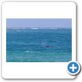 Southern Right Whale