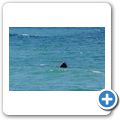 Southern Right Whale