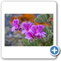 Hermanus - Klippen-Wanderweg - Pelargonie