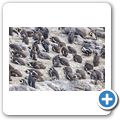 Betty's Bay - Pinguin-Kolonie am Stony Point