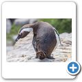 Betty's Bay - Pinguin-Kolonie am Stony Point